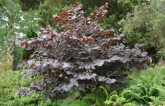 Afbeelding Rode hazelnoot - Corylus avellana 'Rode Zellernoot'