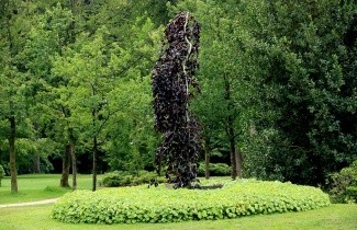 Afbeelding Rode treurbeuk 'Purple Fountain' - Fagus sylvatica 'Purple Fountain'