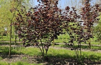 Afbeelding Hazelnoot 'Rote Zellernote' - Corylus avellana 'Rote Zellernote'