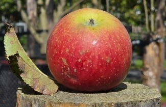 Afbeelding Appel 'Jonagold' - Malus domestica 'Jonagold'