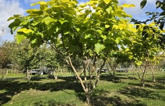 Afbeelding Gouden trompetboom - Catalpa bignonioides 'Aurea'