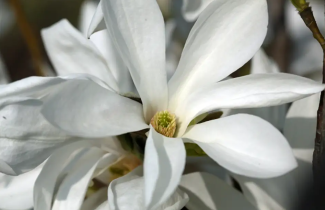 Afbeelding Magnolia 'Wada's Memory' - Magnolia 'Wada's Memory'