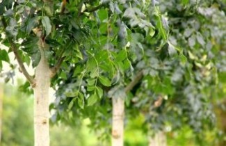 Afbeelding Es 'Westhof's Glorie' - Fraxinus excelsior 'Westhof's Glorie'