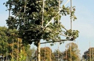 Afbeelding Veldesdoorn - Acer campestre 'Elsrijk'