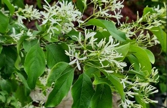 Afbeelding Sneeuwvlokkenboom - Chionanthus retusus