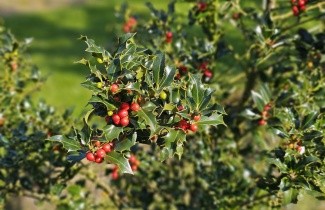 Afbeelding Scherpe Hulst 'Alaska' - Ilex aquifolium 'Alaska'