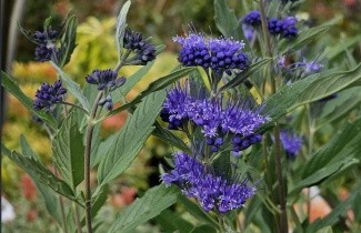Afbeelding Blauwe spirea 'Heavenly Blue' - Caryopteris x clandonensis 'Heavenly Blue'