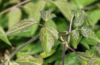 Afbeelding Bosrank 'Fragrant Spring' - Clematis montana 'Fragrant Spring'