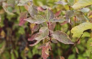 Afbeelding Witte Kornoelje 'Gouchaultii' - Cornus alba 'Gouchaultii'