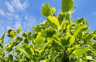 Afbeelding Tulpenboom 'Aureomarginatum' - Liriodendron tulipifera 'Aureomarginatum'
