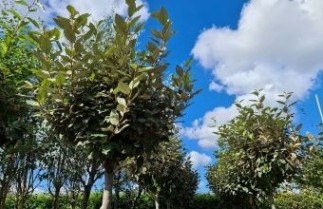 Afbeelding Olijfwilg - Elaeagnus ebbingei