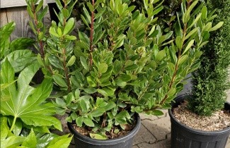 Afbeelding Aardbeiboom - Arbutus unedo