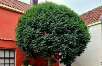 Afbeelding Pluimes  - Fraxinus ornus 'Mecsek'