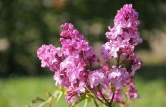 Afbeelding Sering 'Esther Staley' - Syringa hyacinthiflora 'Esther Staley'