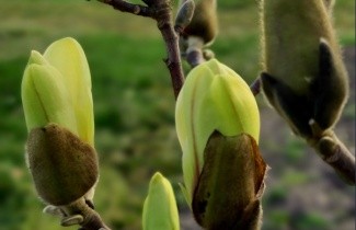 Afbeelding Magnolia 'Green Diamond' - Magnolia 'Green Diamond'