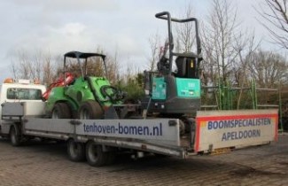 Afbeelding Noorse esdoorn 'Charles joly' - Acer platanoides 'Charles Joly'