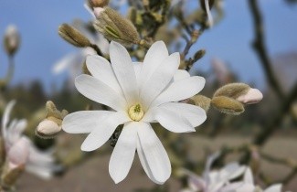 Afbeelding Magnolia stellata - Magnolia stellata