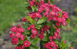 Afbeelding Rode meidoorn - Crataegus x media 'Paul's Scarlet'