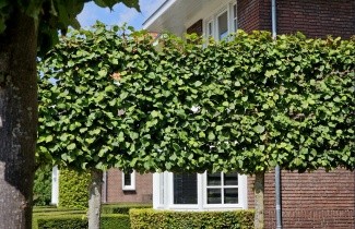 Afbeelding Leilinde, koningslinde - Tilia x europaea 'Pallida'