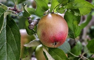 Afbeelding Appel 'Braeburn' - Malus domestica 'Braeburn'