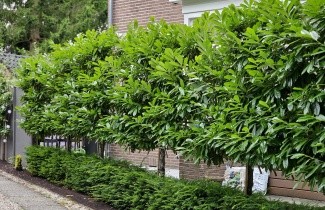 Afbeelding Laurierkers 'Novita' - Prunus laurocerasus 'Novita'