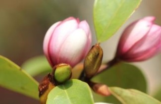 Afbeelding Michelia 'Fairy Magnolia Blush' - Michelia 'Fairy Magnolia Blush'