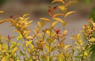 Afbeelding Spierstruik  'Firelight' - Spiraea japonica 'Firelight'
