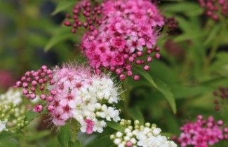 Afbeelding Spierstruik 'Genpei' - Spiraea japonica 'Genpei'