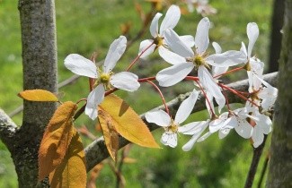 Afbeelding Krentenboompje 'Snowflakes' - Amelanchier laevis 'Snowflakes'