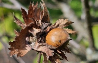 Afbeelding Gewone Hazelaar - Corylus avellana