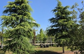 Afbeelding Himalayaceder 'Aurea' - Cedrus deodara 'Aurea'