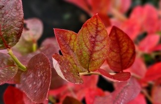 Afbeelding Blauwe bes 'Bluejay' - Vaccinium corymbosum 'Bluejay'