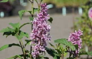 Afbeelding Sering 'Minuet' - Sering 'Minuet'