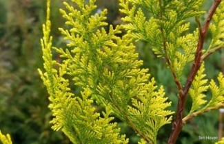 Afbeelding Gele Californische cypres, solitair - Chamaecyparis lawsoniana 'Ivonne'
