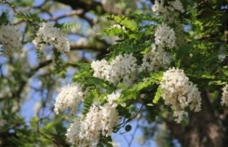 Afbeelding Valse Acacia - Robinia pseudoacacia