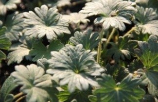 Afbeelding Ooievaarsbek, Album - Geranium sanguineum 'Album'