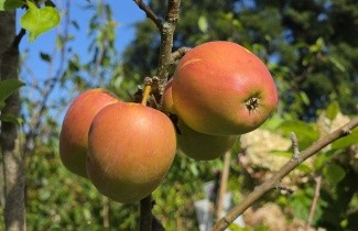 Afbeelding Appel 'Groninger Kroon' - Malus domestica 'Groninger Kroon'