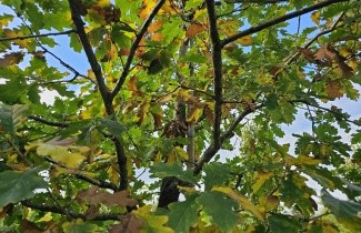 Afbeelding Wintereik - Quercus petraea
