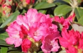 Afbeelding Rododendron 'Morgenrot' - Rhododendron yakushimanum  'Morgenrot'