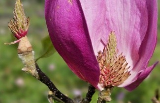 Afbeelding Magnolia 'Cleopatra' - Magnolia 'Cleopatra'