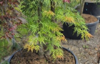 Afbeelding Japanse dwerg esdoorn - Acer palmatum 'Dissectum Viridis'