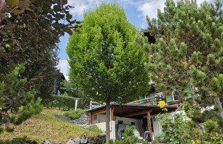 Afbeelding Haagbeuk 'Fastigiata' - Carpinus betulus 'Fastigiata'