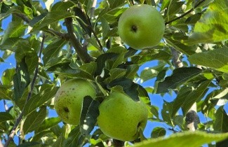 Afbeelding Appel 'Bloemeezoet' - Malus domestica 'Bloemeezoet'