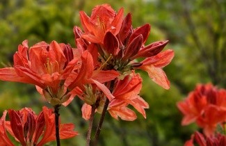 Afbeelding Tuin Azalea Knaphill - Rododendron Azalea Knaphill (AK)