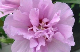 Afbeelding Altheastruik 'Violet Clair Double' - Hibiscus syriacus 'Violet Clair Double'