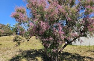 Afbeelding Tamarisk - Tamarix tetrandra