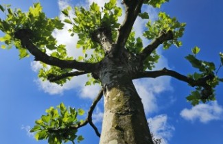 Ondersteunende afbeelding voor categorie Bomen