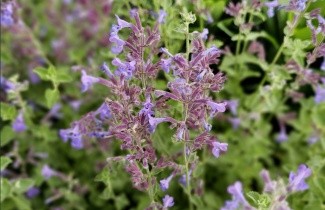 Afbeelding Kattenkruid 'Walker's Low' - Nepeta 'Walker's Low'