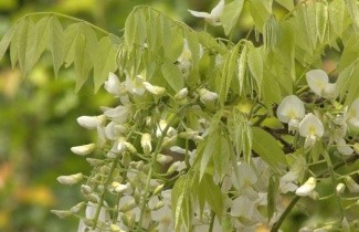 Afbeelding Witte regen 'Shiro-noda' - Wisteria floribunda 'Shiro-noda'