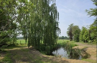 Afbeelding Ruwe Berk - Betula pendula